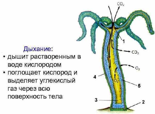 Кракен kr2web in магазин